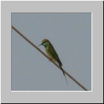 Green bee-eater.jpg